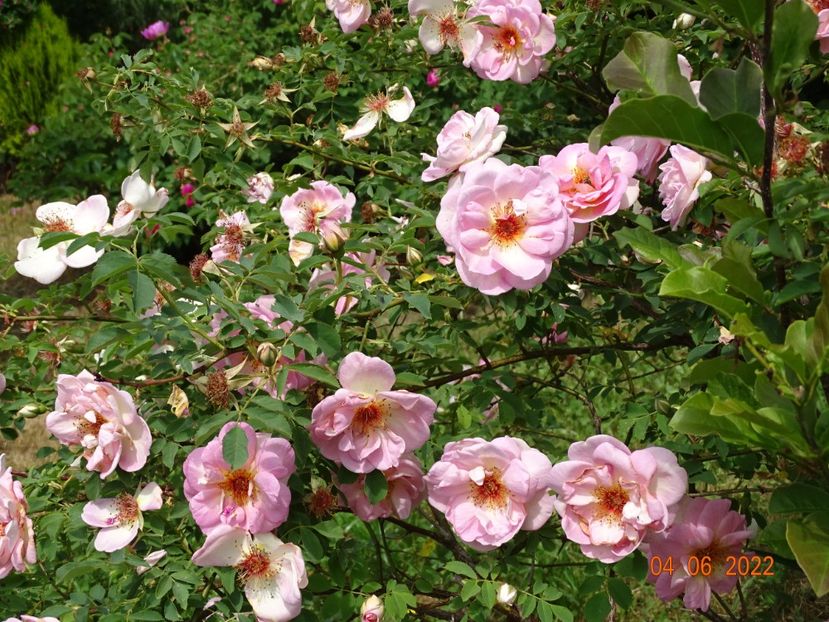  - Trandafiri 2022