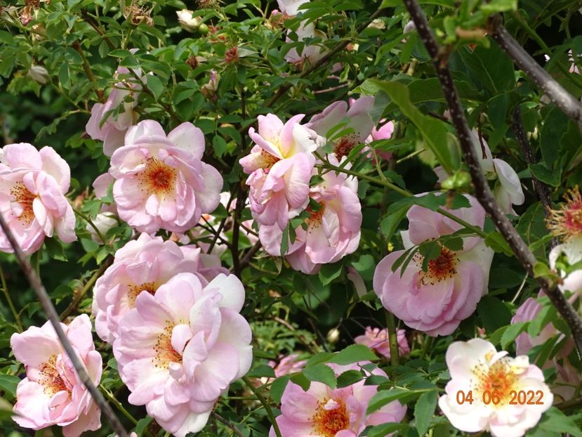  - Trandafiri 2022