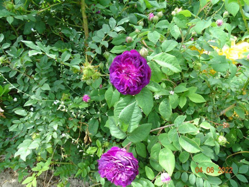  - Trandafiri 2022