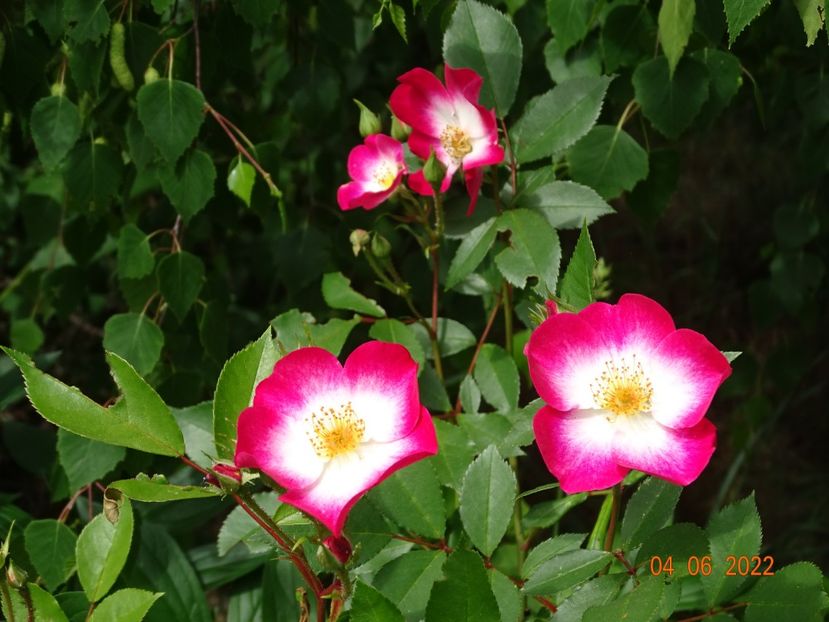  - Trandafiri 2022