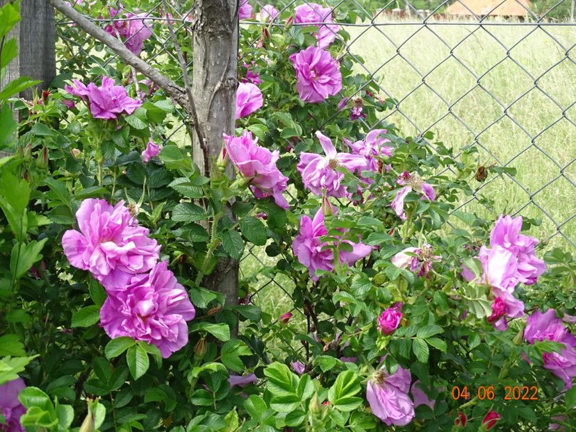  - Trandafiri 2022