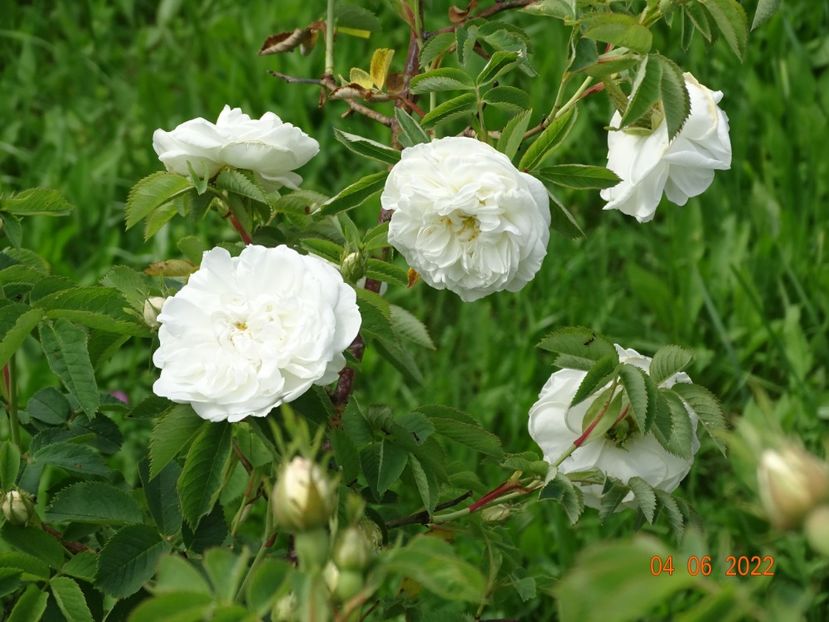  - Trandafiri 2022