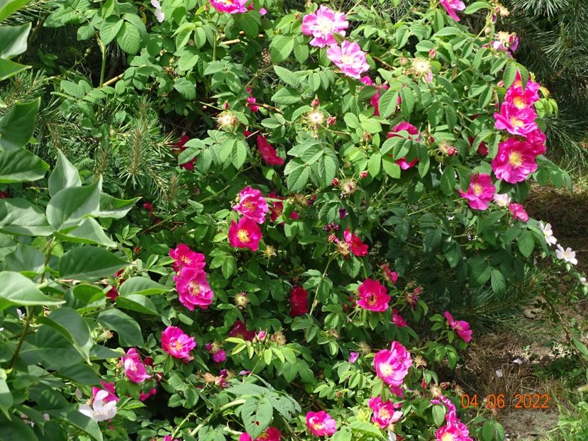  - Trandafiri 2022