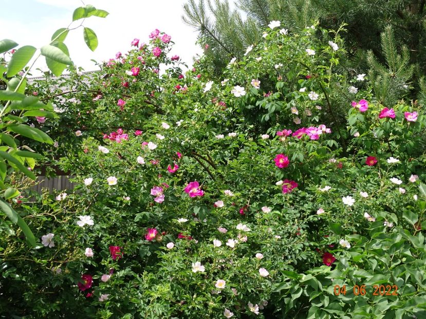  - Trandafiri 2022