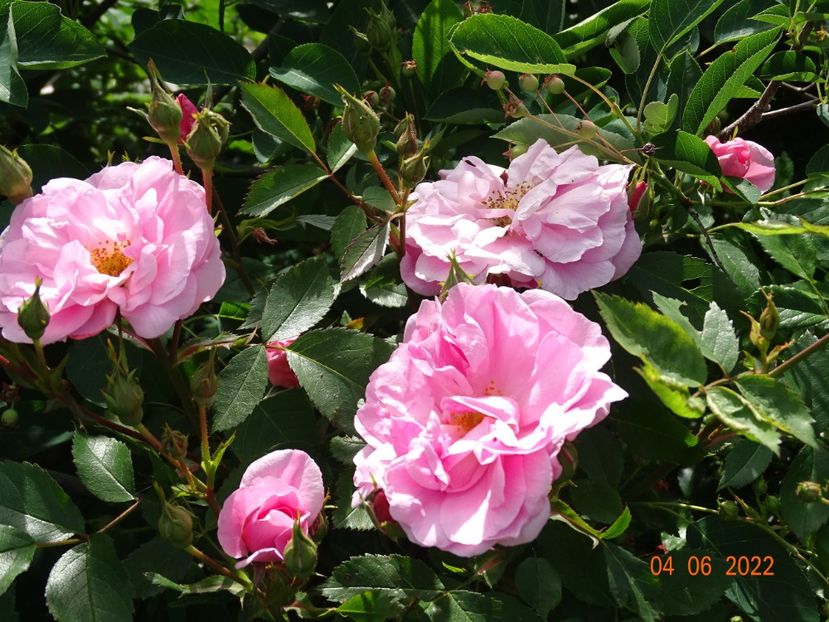  - Trandafiri 2022
