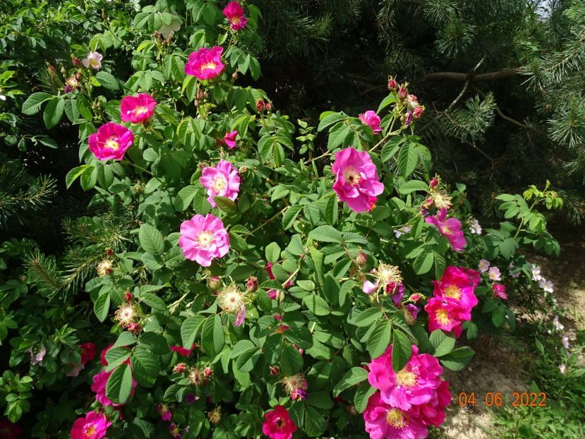  - Trandafiri 2022