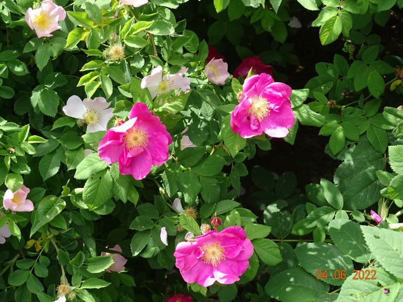  - Trandafiri 2022