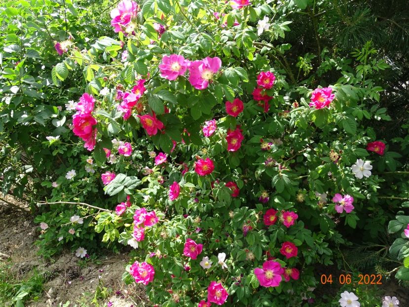  - Trandafiri 2022