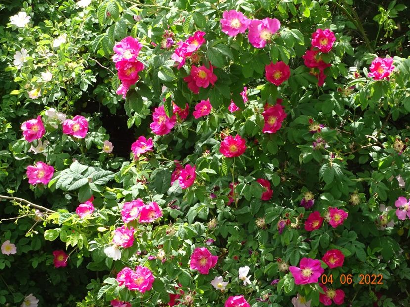  - Trandafiri 2022