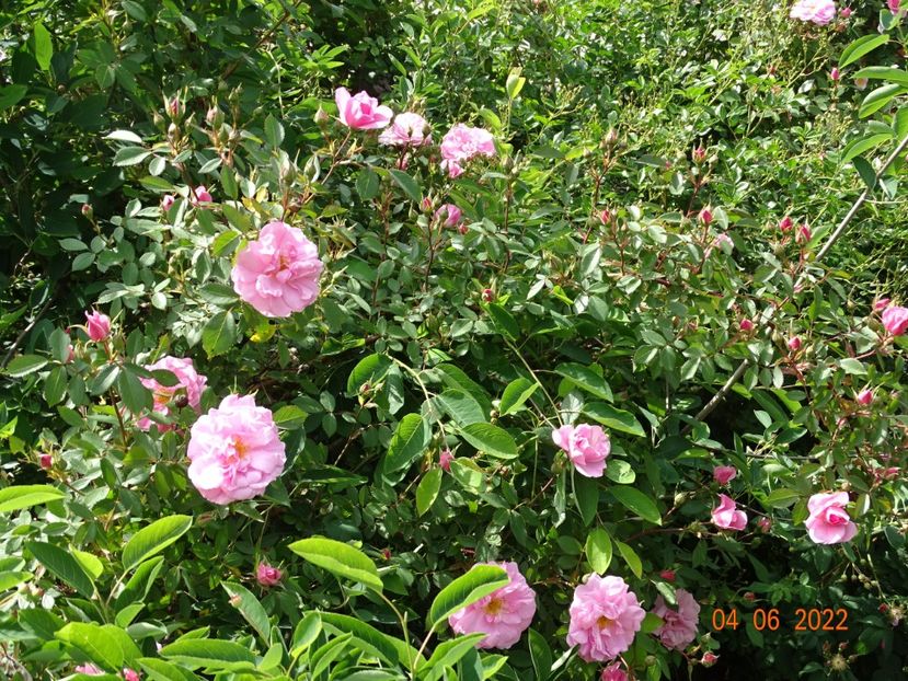  - Trandafiri 2022