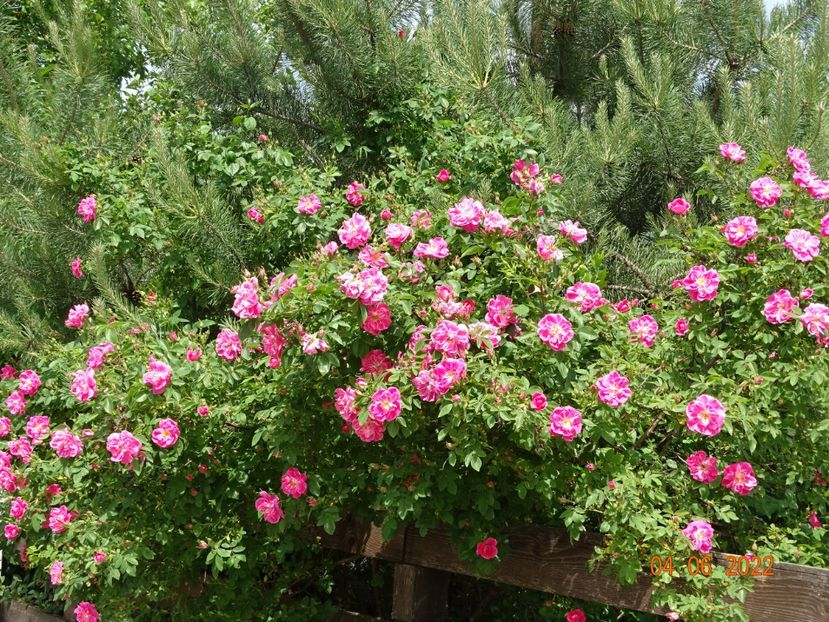  - Trandafiri 2022