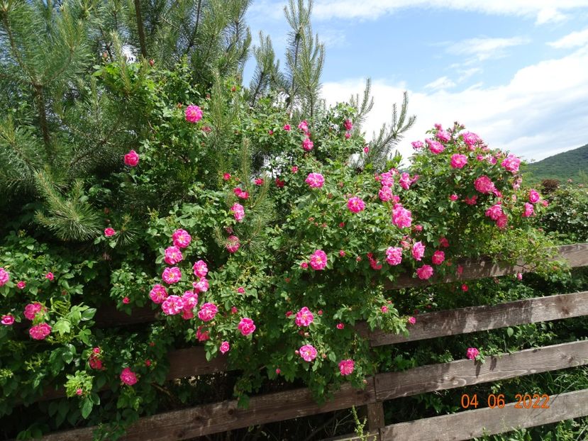  - Trandafiri 2022