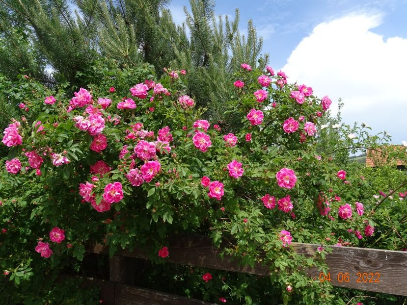  - Trandafiri 2022