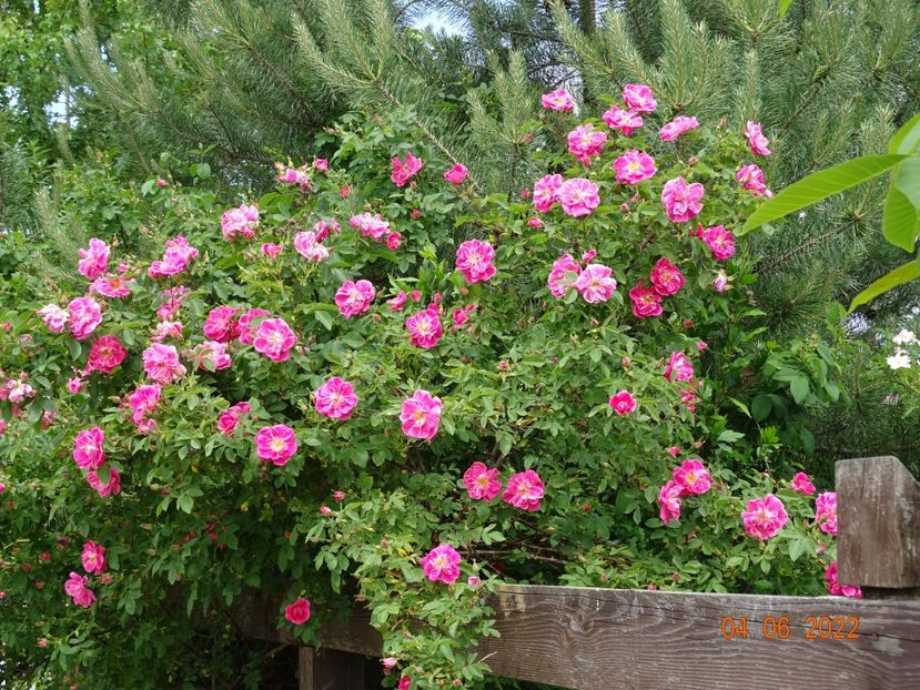  - Trandafiri 2022