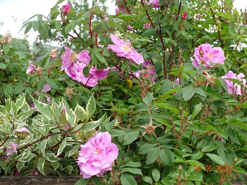  - Trandafiri 2022