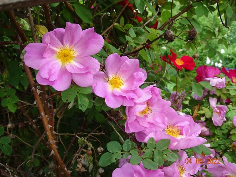  - Trandafiri 2022