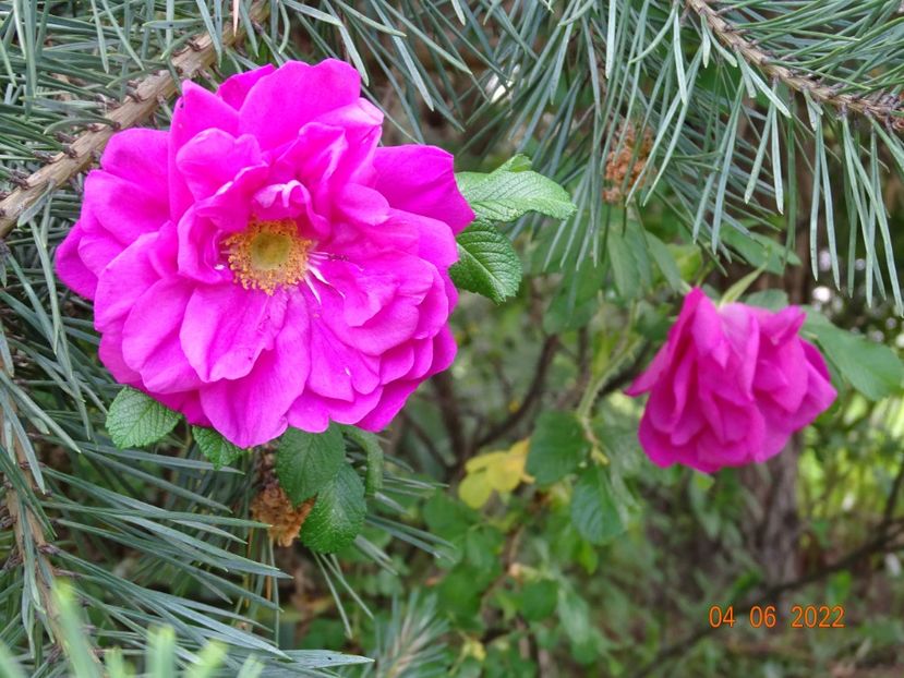 - Trandafiri 2022