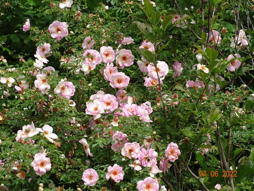  - Trandafiri 2022