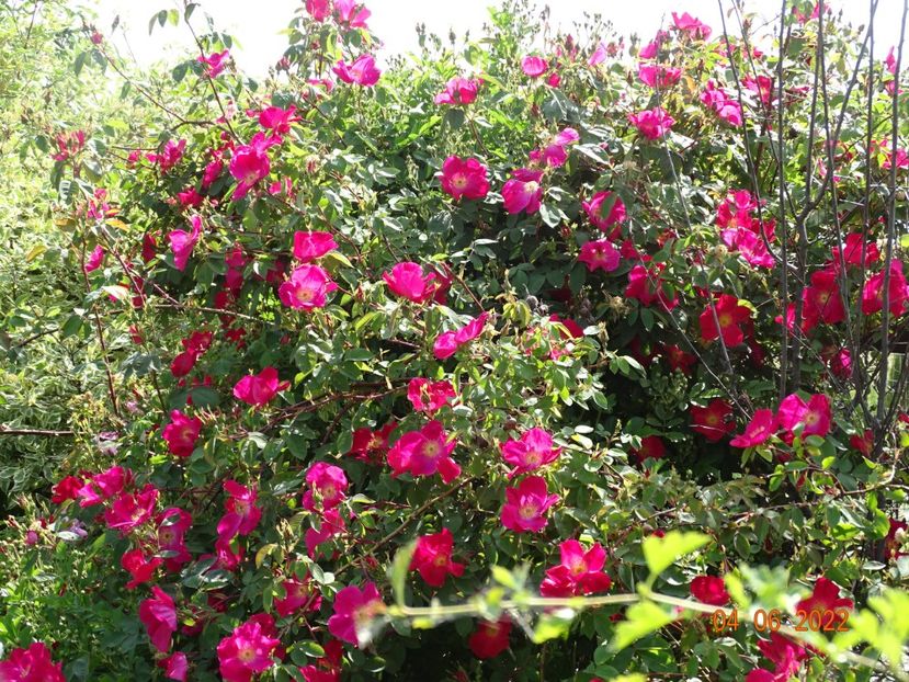  - Trandafiri 2022