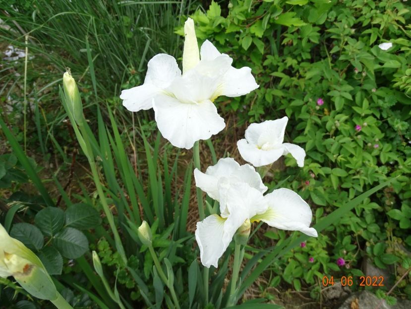 Swans in Flight - Irisi si bujori 2022