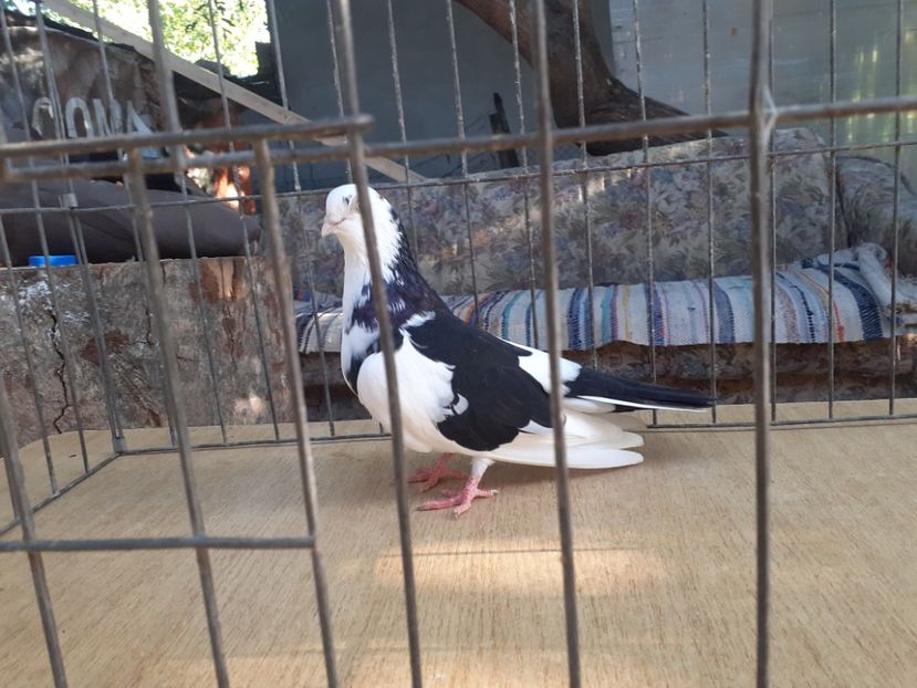  - 4-Jucatori de Galati