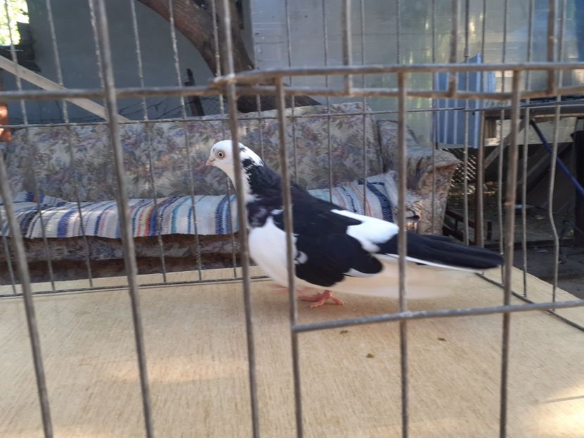  - 4-Jucatori de Galati