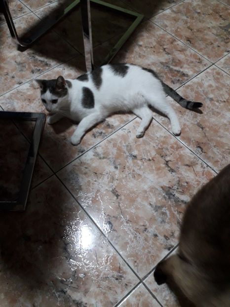  - Pischi