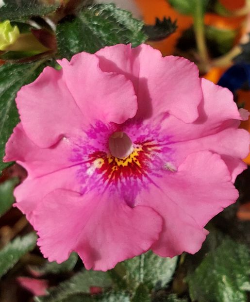 PINK PEARL - AAA RIZOMI ACHIMENES DISPONIBILI -2023