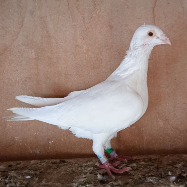 Mascul 18-077....-Telesti - Porumbei vanduti