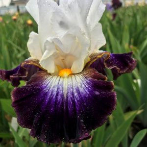 downtown   man-5euro - ACHIZITII IRISI-2022