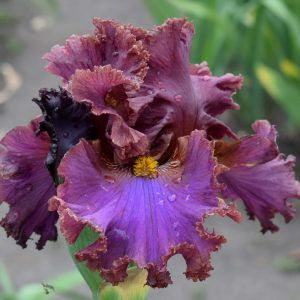 granatovaia druza-20 - ACHIZITII IRISI-2022