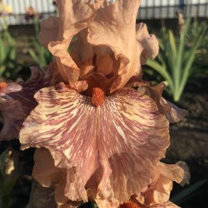 KING  TUSH-5 - ACHIZITII IRISI-2022