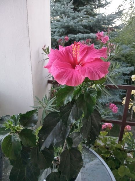  - 02 Hemerocalisi-hibiscusi-crini