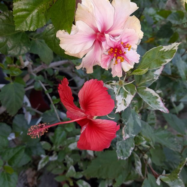  - White pride of Hankins