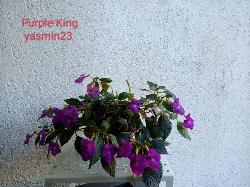 15.09.2022 - Purple King