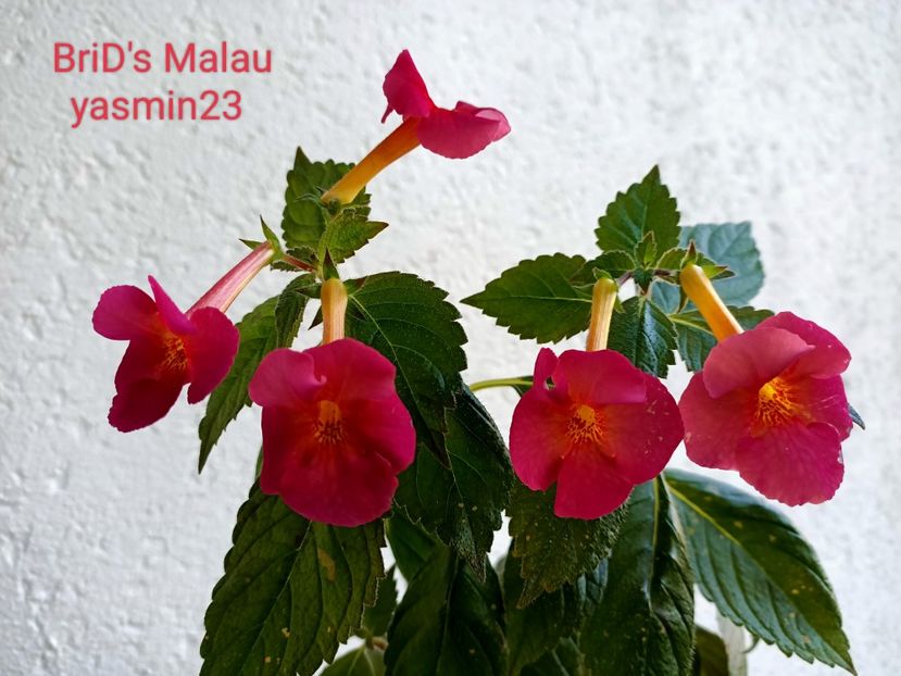 15.09.2022 - BriDs Malau