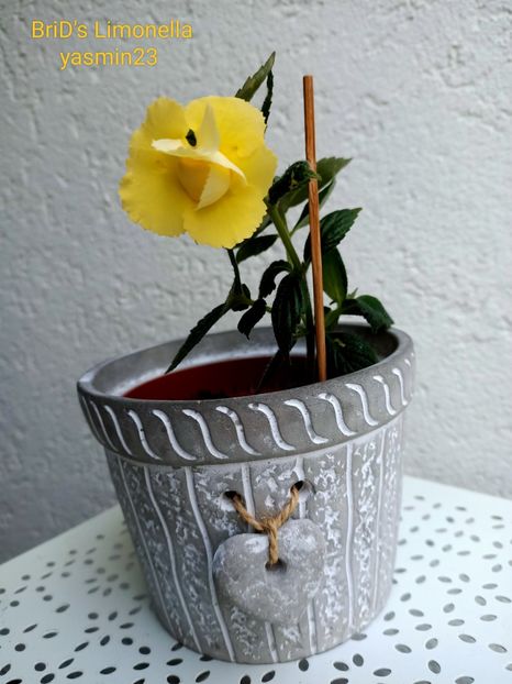 15.09.2022 - BriDs Limonella