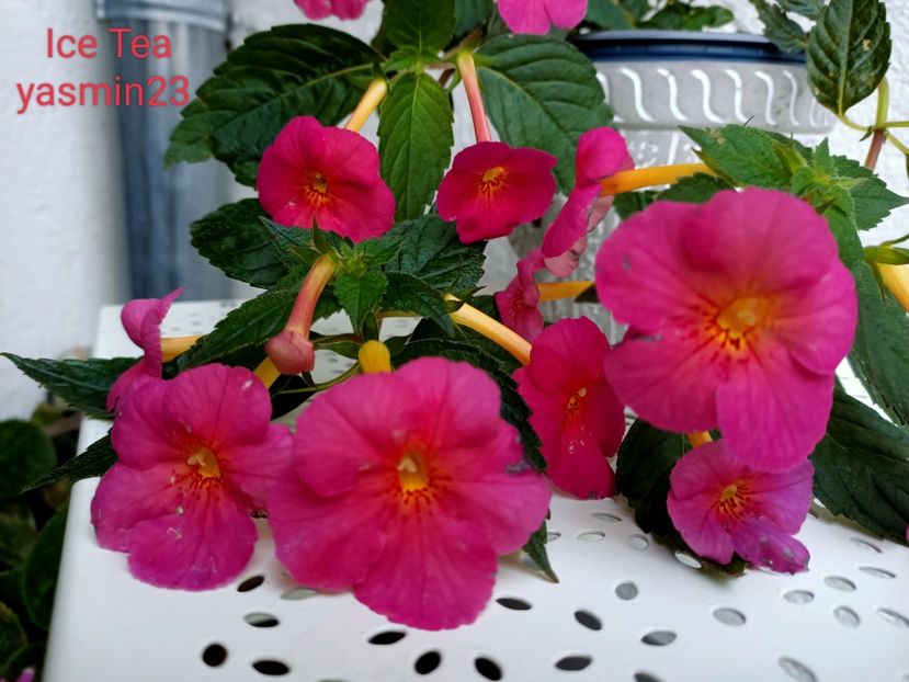 15.09.2022 - Achimenes 2022