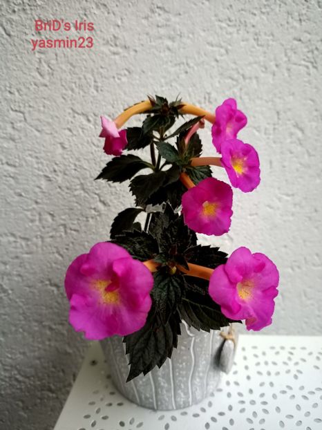 15.09.2022 - BriDs Iris