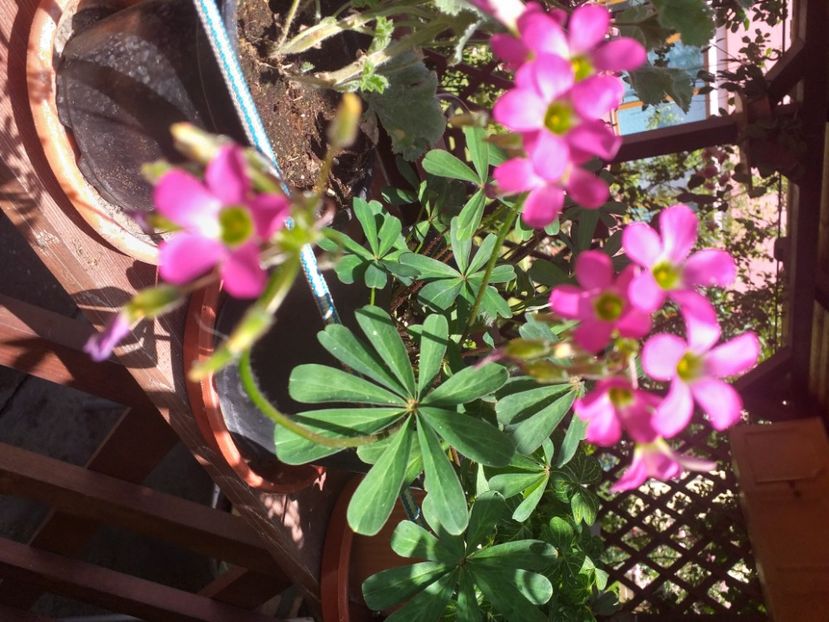 20190608_144853 (1) - florii 2022