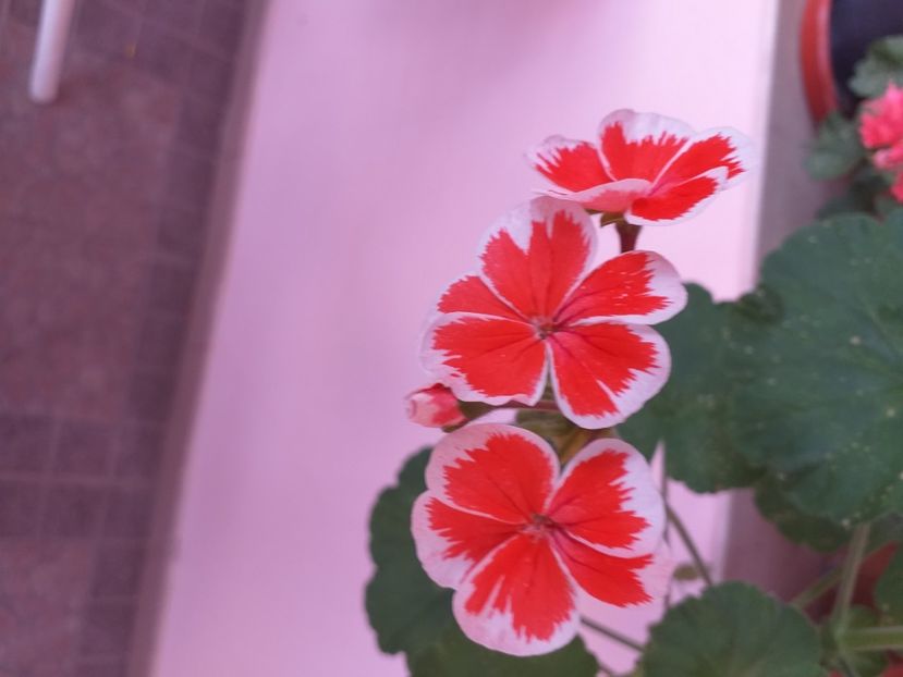 20190611_183654 (1) - florii 2022