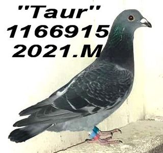 2021.1166915 TAUR - 2 MATCA 2023