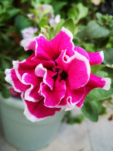 Petunie dubla - 0 0 2022