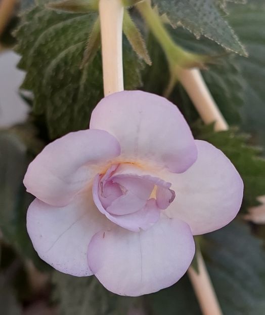  - LAVENDER BLISS
