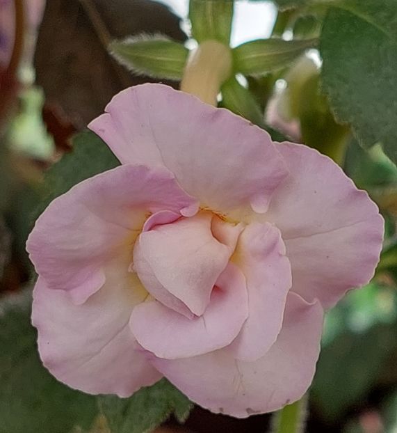  - BRID-S LUISA MARIA