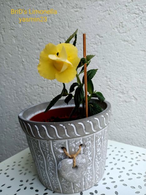 15.09.2022 - BriDs Limonella