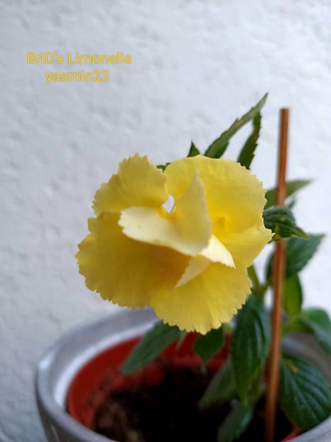 15.09.2022 - Achimenes 2022