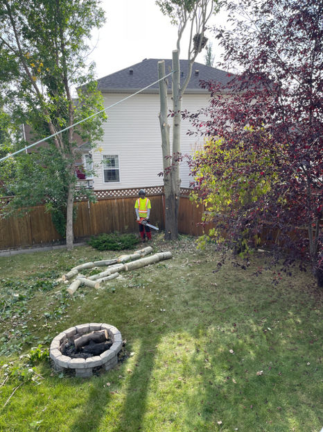  - Jurnalul gradinii 2022