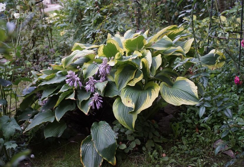 Satisfaction - Hosta 2018- 2022