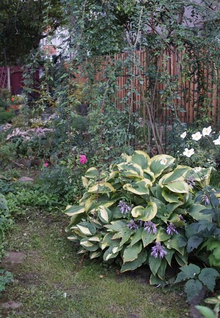 Satisfaction și Red Oktober - Hosta 2018- 2022